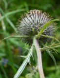 genus Cirsium