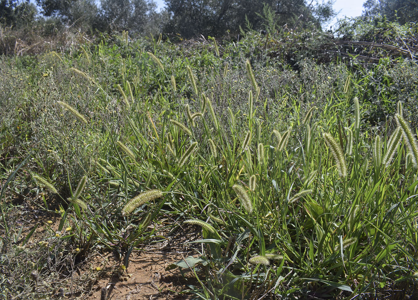 Image of Setaria pumila specimen.
