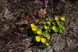 Trollius ranunculinus