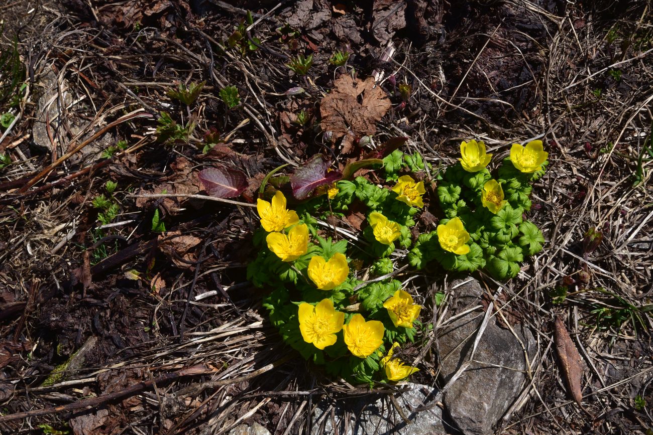 Изображение особи Trollius ranunculinus.