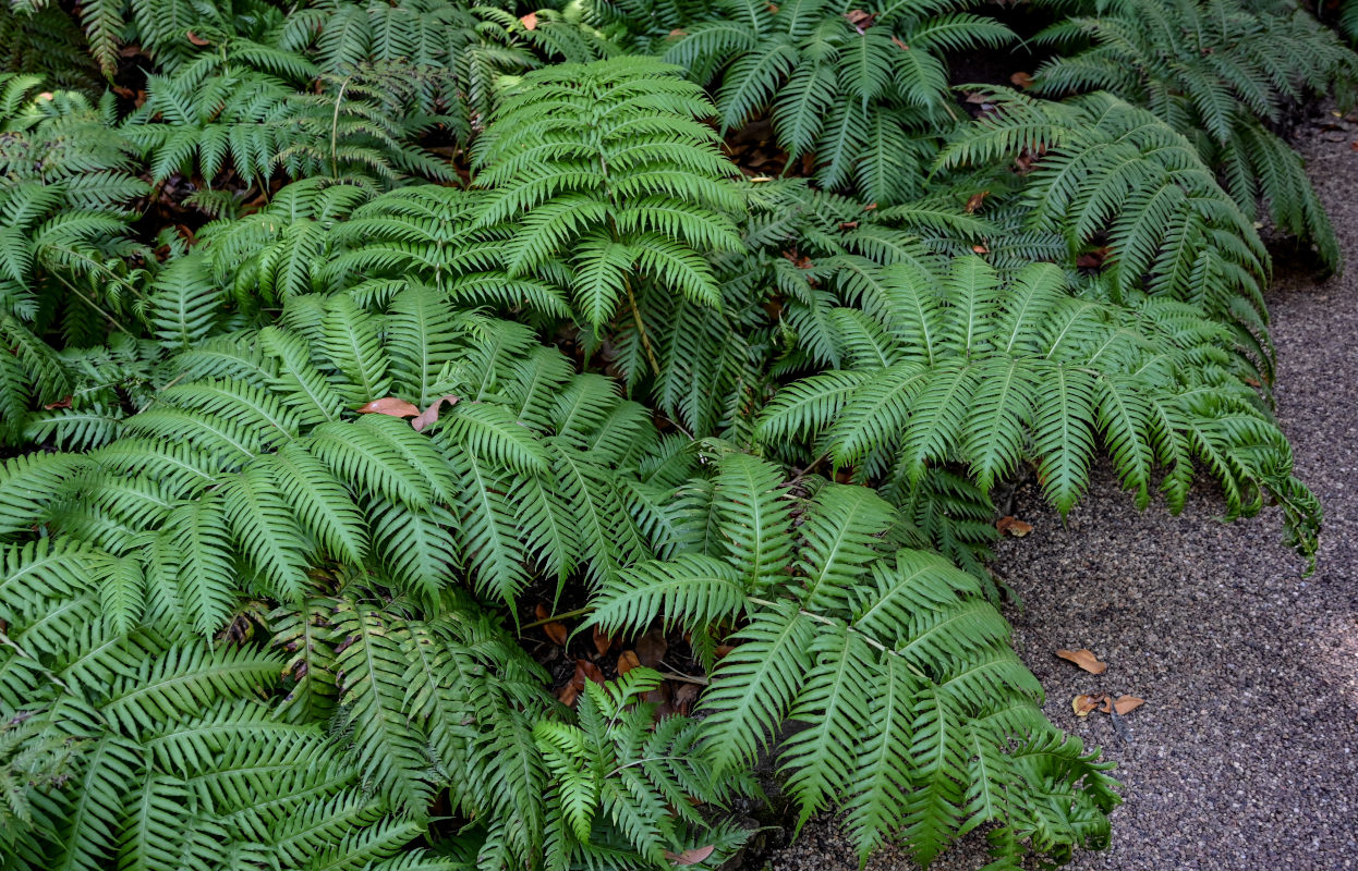 Изображение особи Woodwardia radicans.