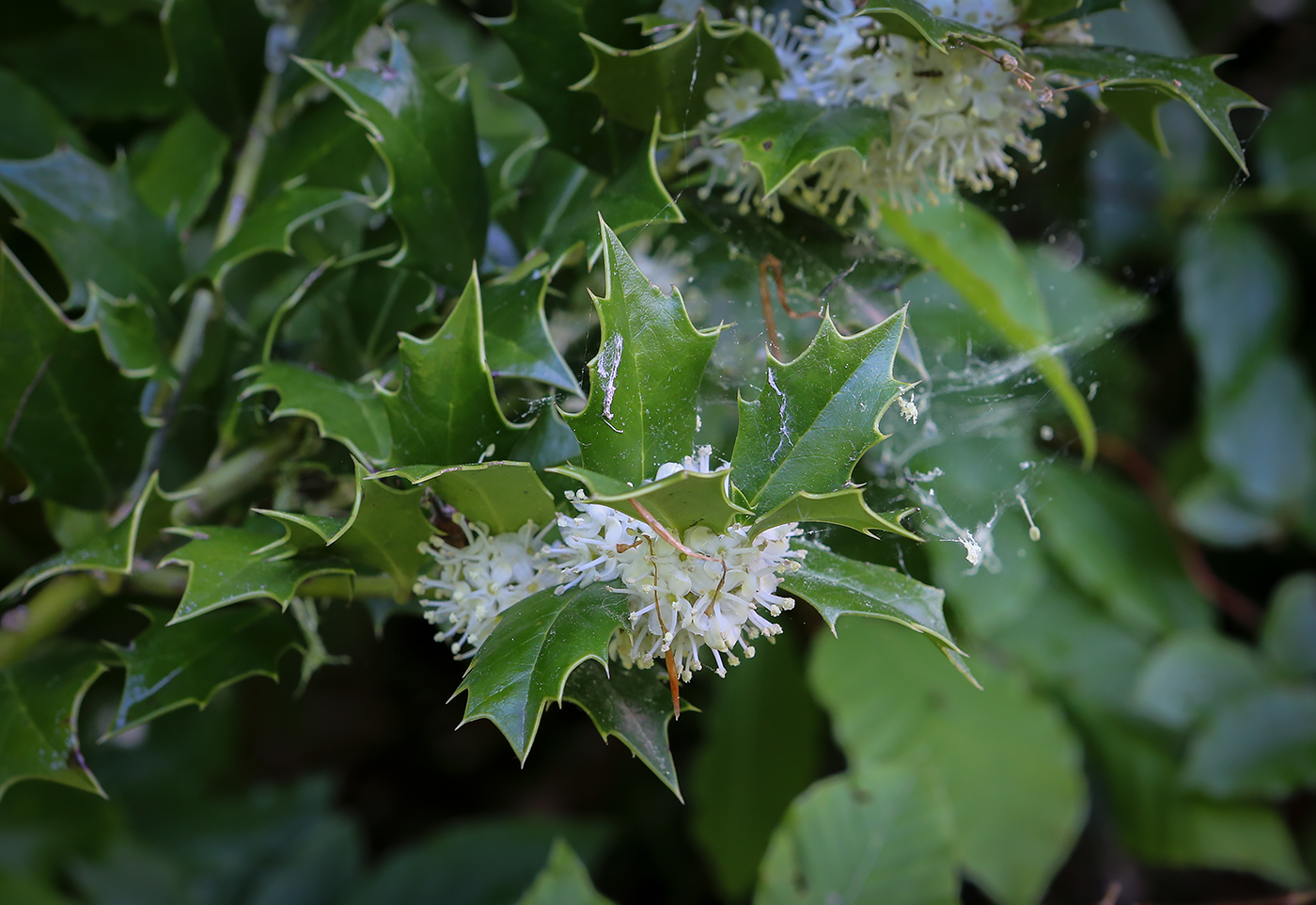 Image of Ilex colchica specimen.