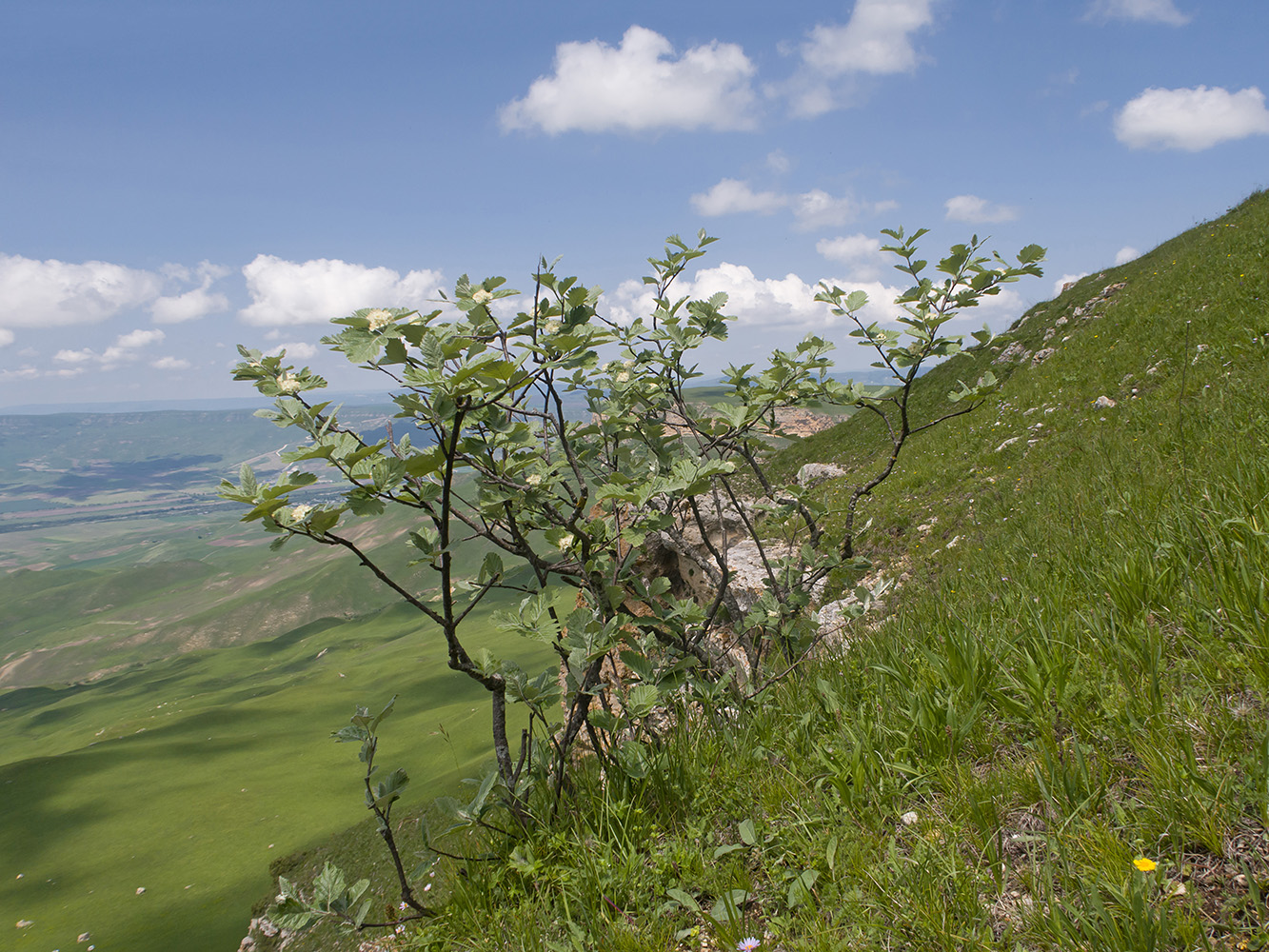 Image of Sorbus caucasica specimen.