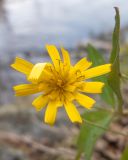 Hieracium virgultorum. Соцветие. Краснодарский край, м/о г. Новороссийск, гора Сахарная Голова, тенистый дубово-грабовый лес на северном склоне, у горного ручья. 04.10.2014.