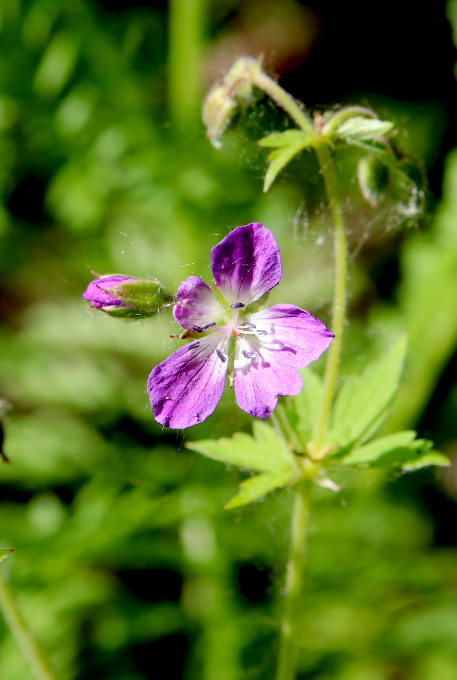 Image of Geranium sylvaticum specimen.