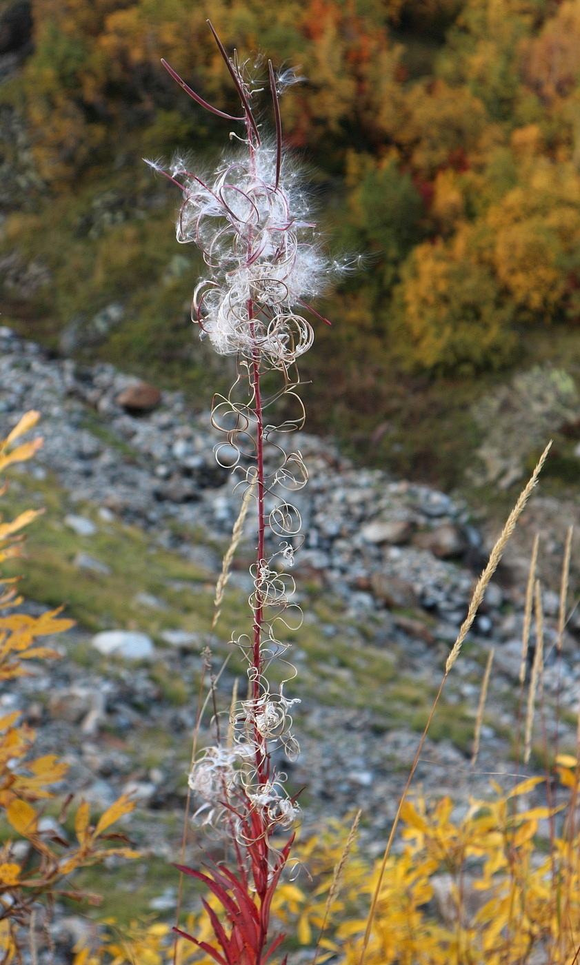 Изображение особи Chamaenerion colchicum.