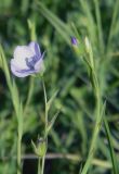 Linum bienne