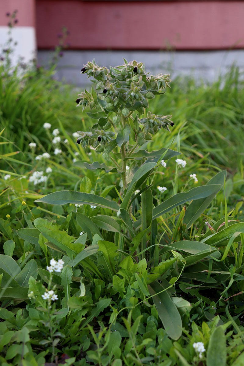 Изображение особи Nonea rossica.