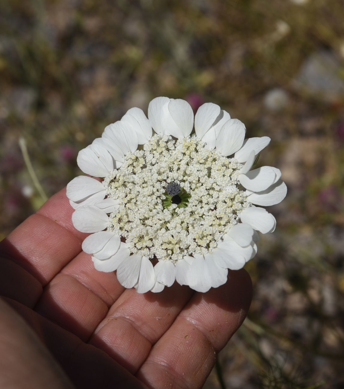 Image of Artedia squamata specimen.