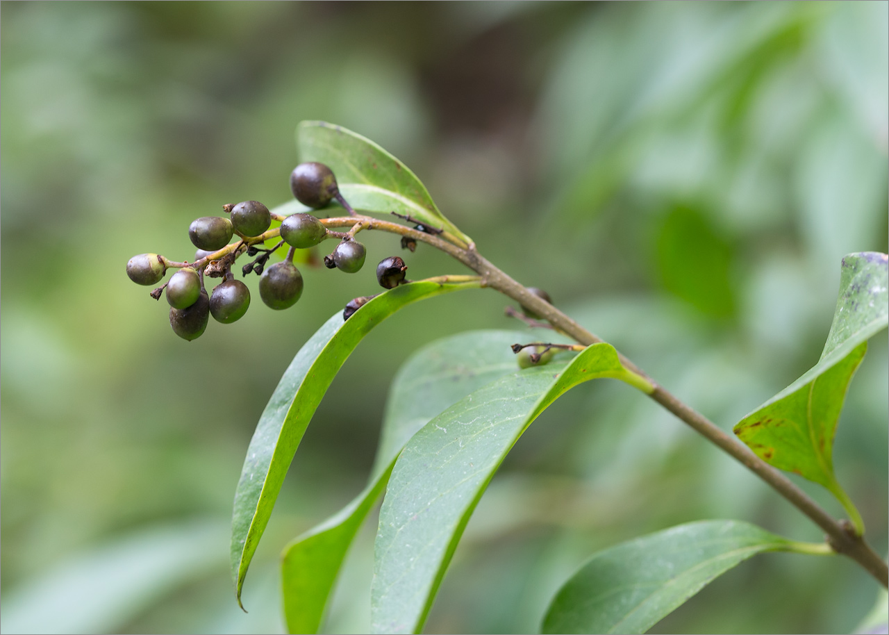 Image of Ligustrum vulgare specimen.