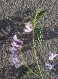 genus Vicia. Верхушка побега с соцветием. Турция, ил Карс, окр. Ани, площадка перед входом в крепость. 28 мая 2025 г.