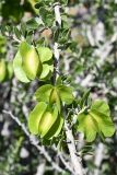 Zygophyllum atriplicoides. Часть веточки с плодами. Киргизия, Баткенская обл., Лейлекский р-н, Туркестанский хр., горы Гальчабаши, выс. ≈ 1600 м н.у.м., пестроцветы. 6 мая 2025 г.