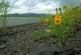 Inula britannica