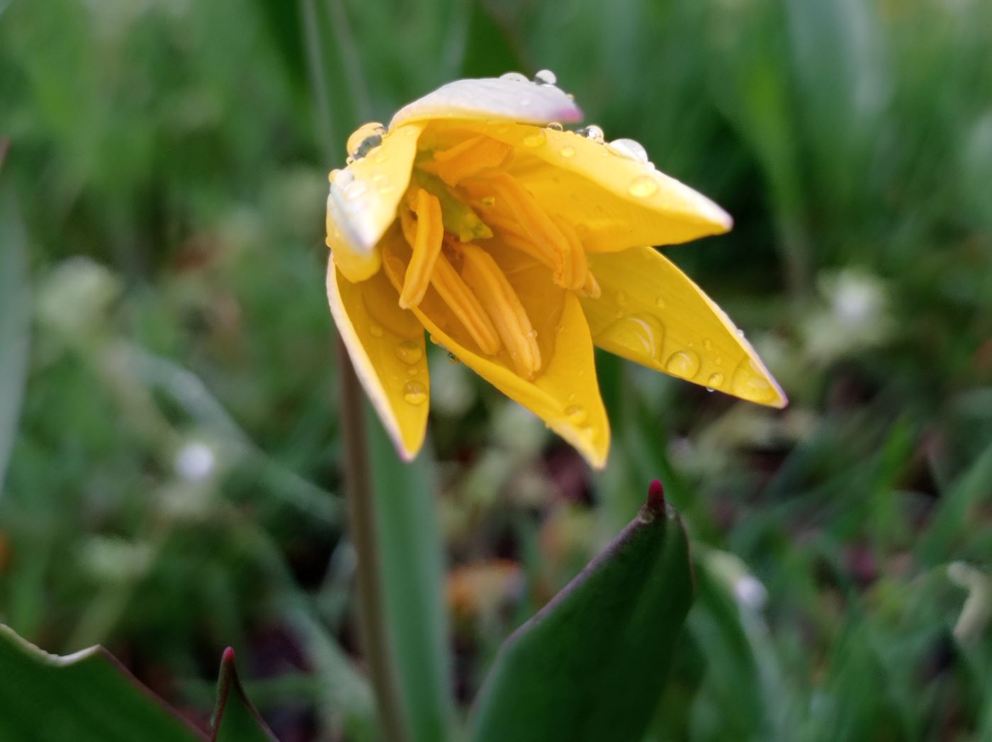 Изображение особи Tulipa biebersteiniana.