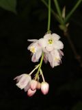 Staphylea pinnata. Соцветие. Краснодарский край, м/о город-курорт Геленджик, окр. с. Возрождение, дол. р. Жане, широколиственный лес. 2 мая 2026 г.