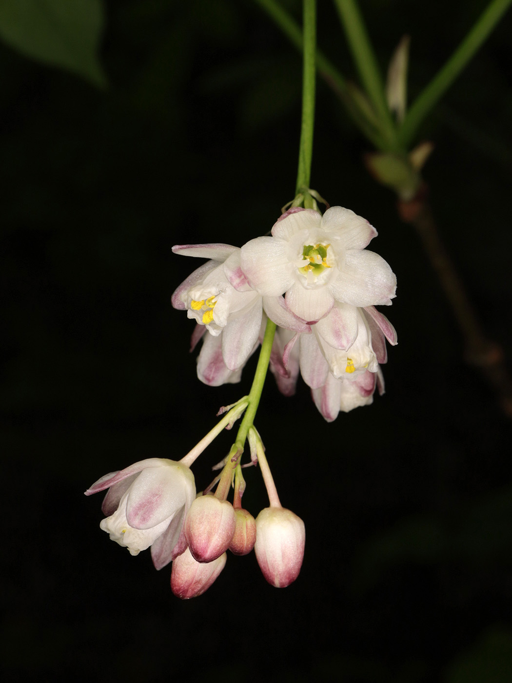 Изображение особи Staphylea pinnata.