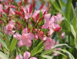 Nerium oleander. Соцветие и верхушка побега. Крым, Южный Берег, Никитский ботанический сад. 22 июня 2016 г.