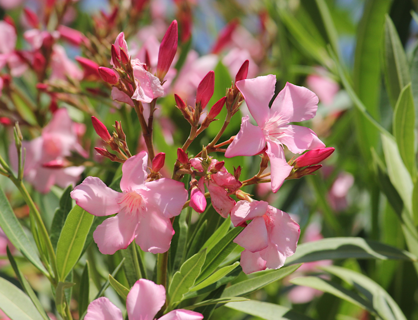 Изображение особи Nerium oleander.