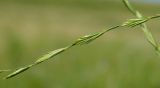 семейство Poaceae. Часть соцветия. Оренбургская обл., Саракташский р-н, Жёлтинский сельсовет, окр. хут. Султанбаево, луговая степь. 9 июня 2025 г.