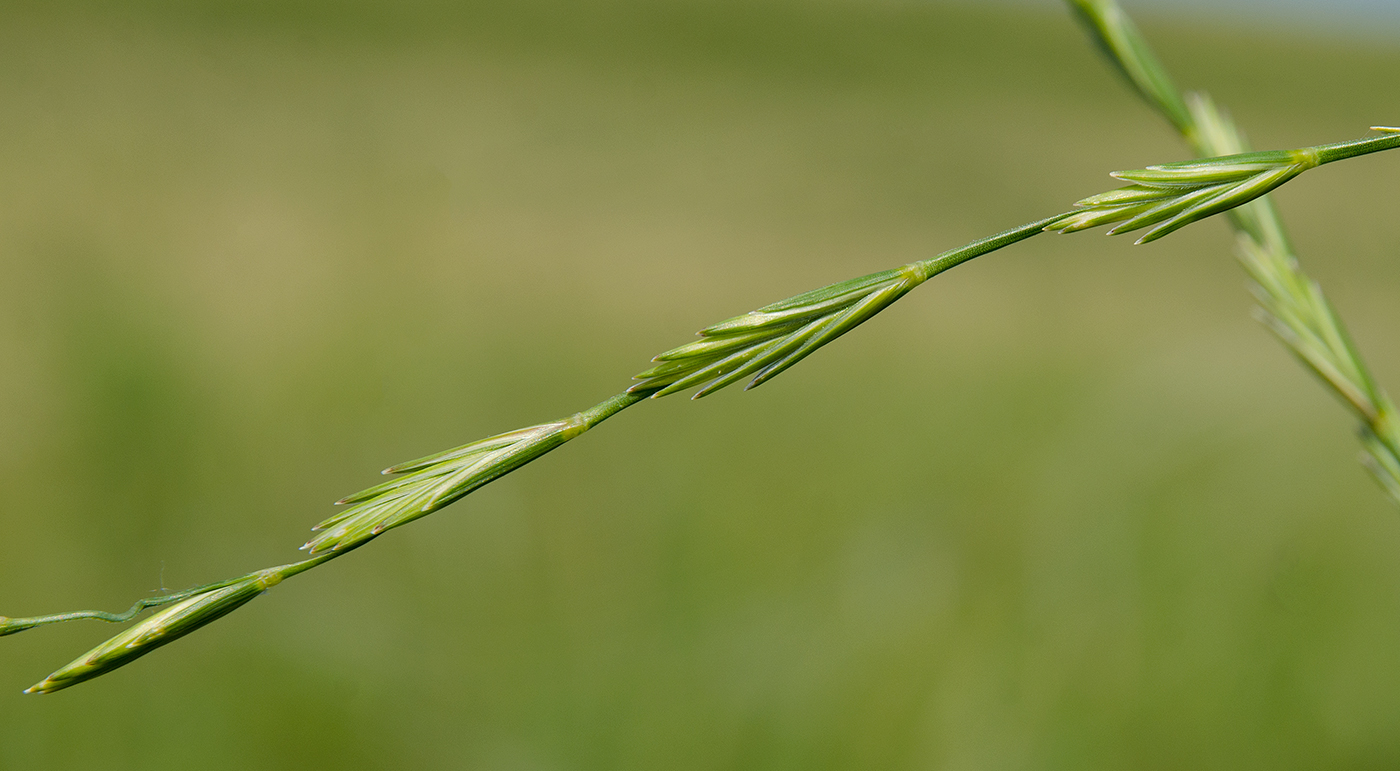 Image of familia Poaceae specimen.