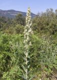 Verbascum lychnitis. Верхушка цветущего растения. Испания, Каталония, пров. Барселона, комарка Осона, муниципалитет Виланова-де-Сау, водохранилище Сау, залесённый склон сев. экспозиции, обочина дороги. 31.05.2026.