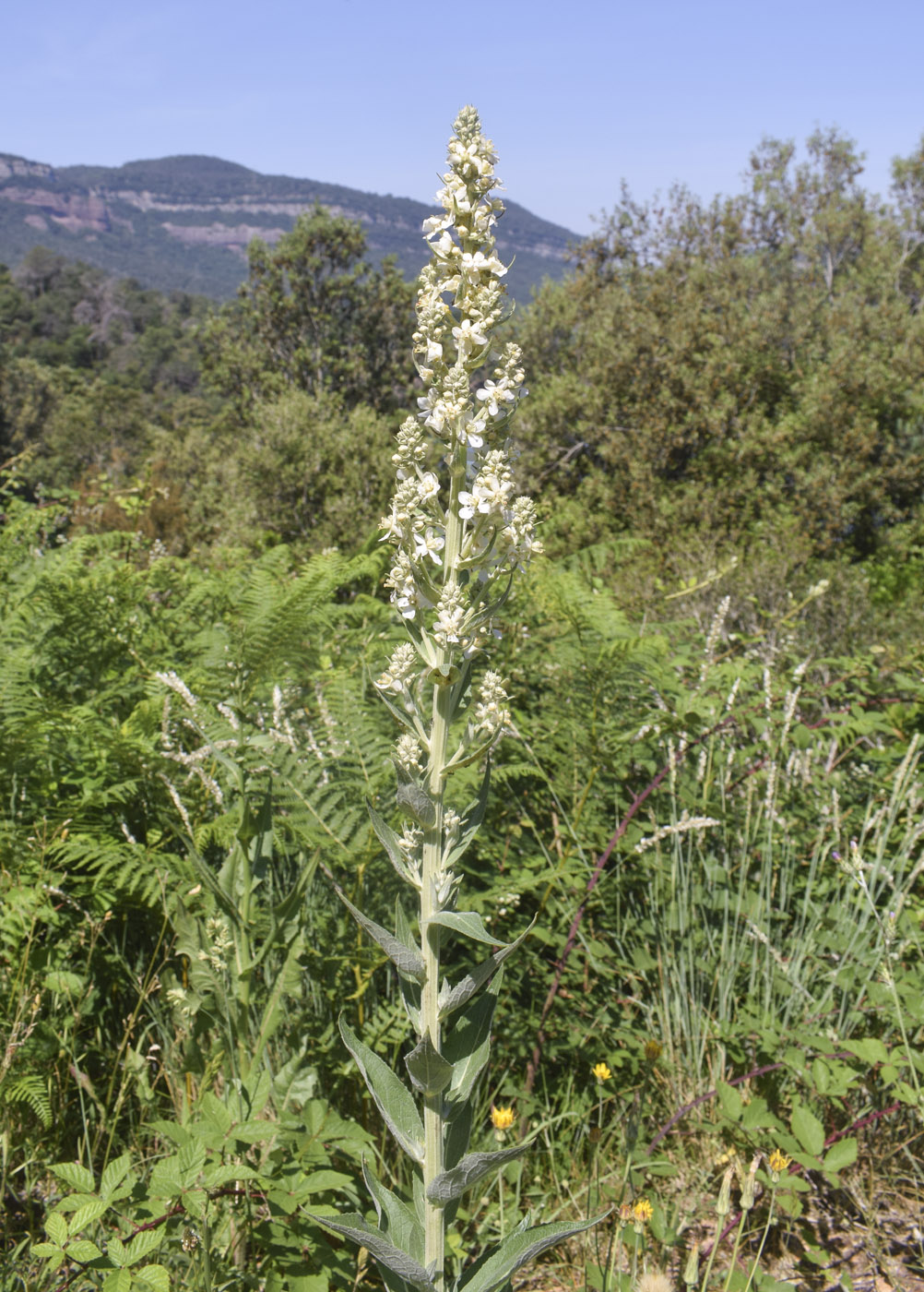 Изображение особи Verbascum lychnitis.
