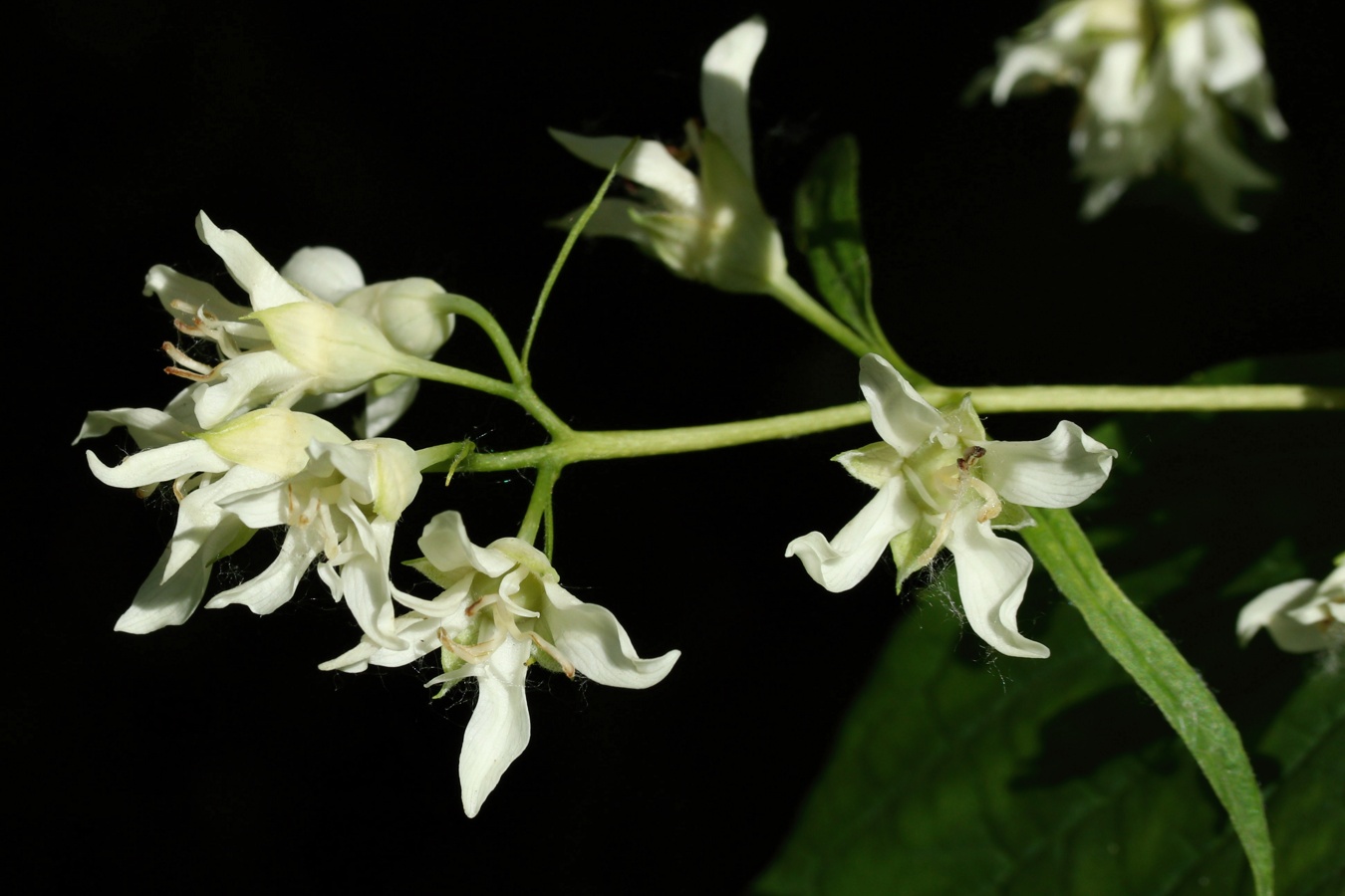 Изображение особи род Philadelphus.