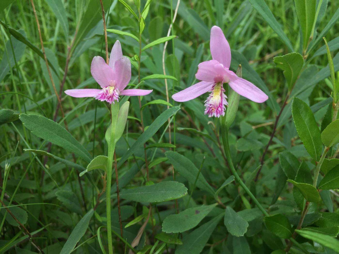 Image of Pogonia ophioglossoides specimen.