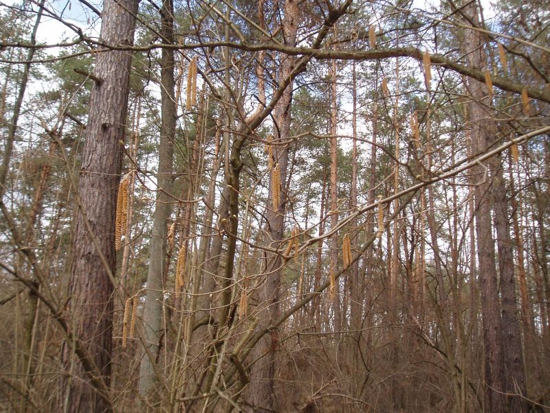 Image of Corylus avellana specimen.