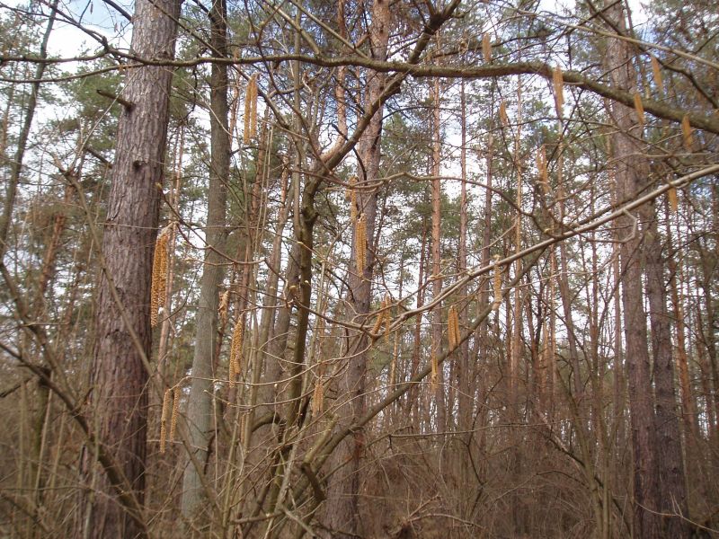 Изображение особи Corylus avellana.