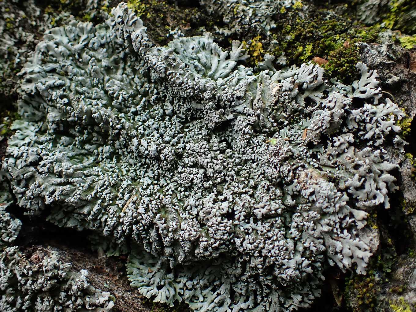 Image of division Ascomycota specimen.