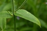 Phlox divaricata. Часть стебля с листом и основанием пазушного побега. Тульская обл., Богородицкий р-н, пос. Товарковский, цветник. 31.05.2026.