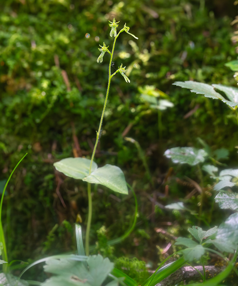 Image of Listera pinetorum specimen.
