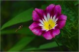 Convolvulus tricolor. Цветок с подлетающей мухой-журчалкой ('Кокарда красный'). Московская обл., Раменский р-н, окр. дер. Хрипань, садовый участок. 16.08.2026.