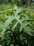 Heracleum dissectum. Стеблевой лист. Хабаровский край, г. Комсомольск-на-Амуре, Силинский лесопарк, просека ЛЭП, в сообществе с Rubus matsumuranus. 29.06.2026.