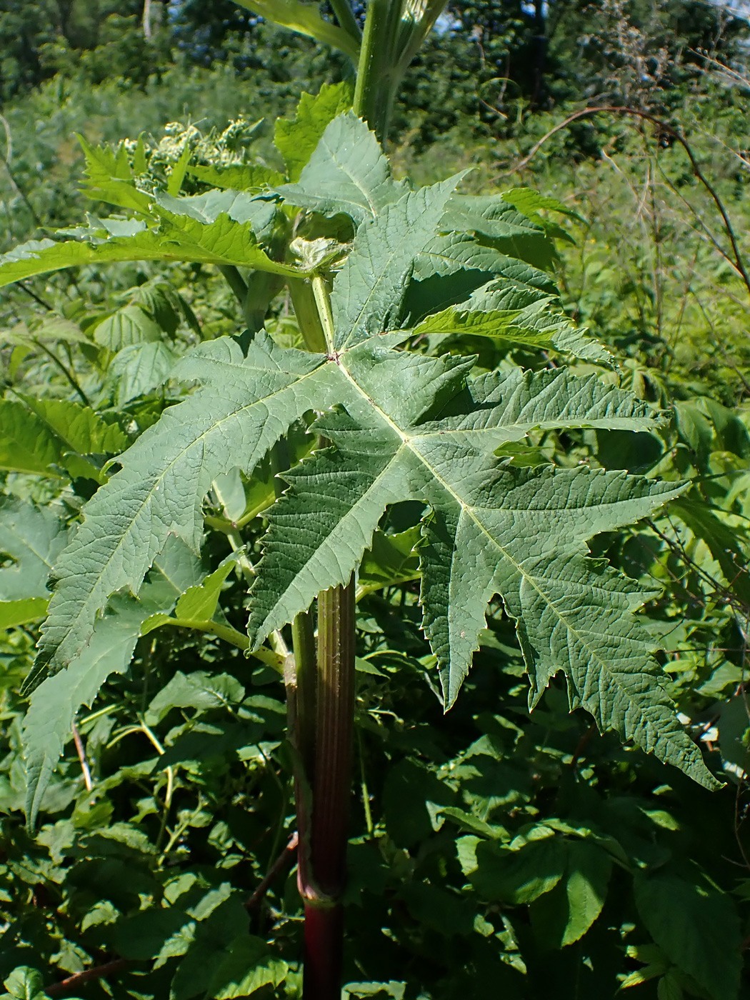 Image of Heracleum dissectum specimen.