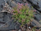 Thymus amurensis
