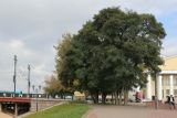 Robinia pseudoacacia. Плодоносящие растения. Беларусь, г. Витебск, площадь Тысячелетия Витебска, в озеленении. 03.10.2026.