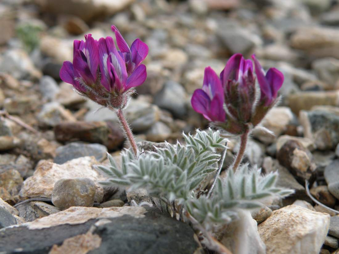 Изображение особи Oxytropis pumila.