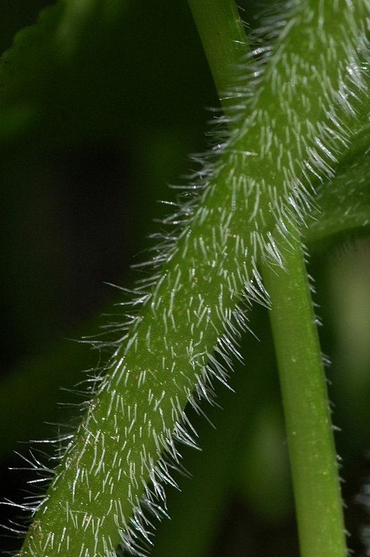 Image of Viola collina specimen.