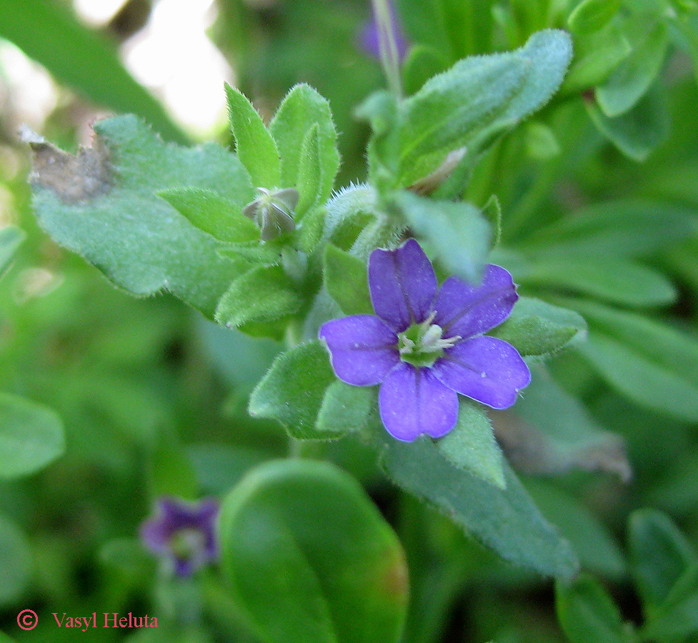 Изображение особи Legousia hybrida.