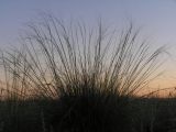 Stipa sareptana