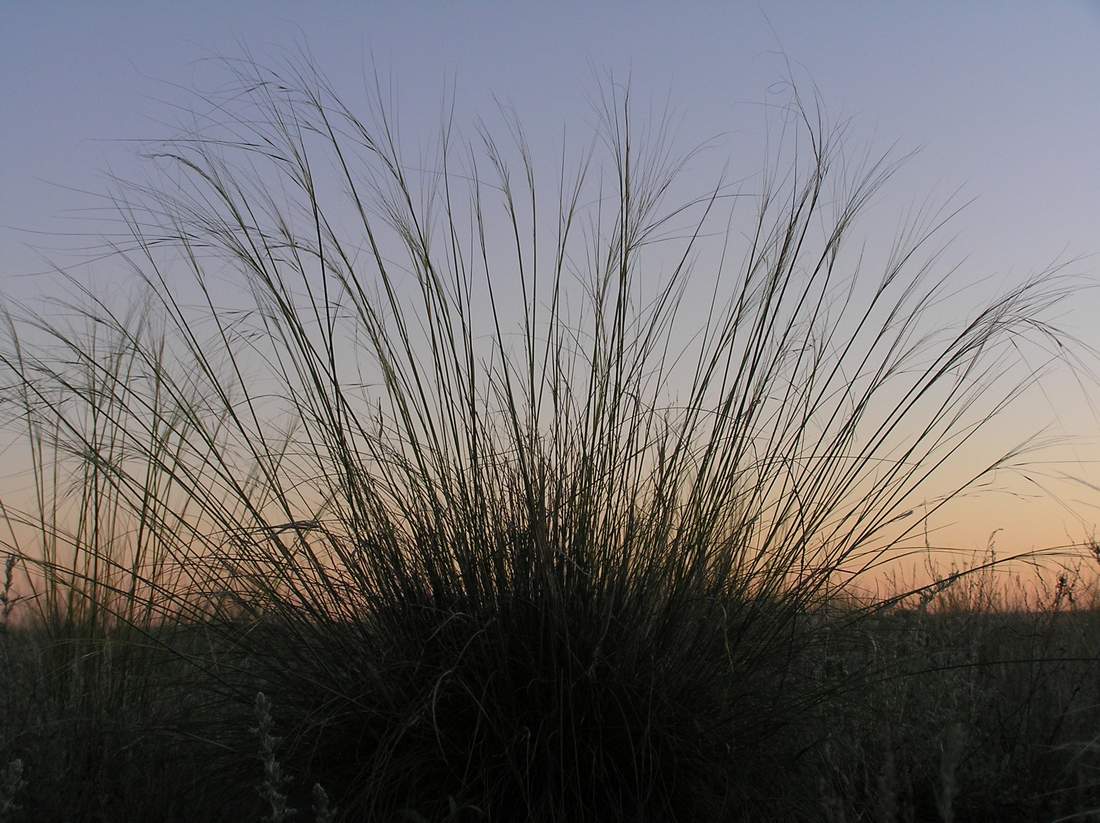 Image of Stipa sareptana specimen.