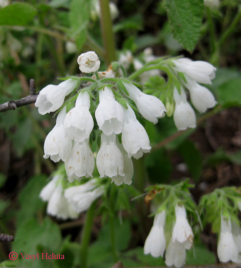 Изображение особи Symphytum tauricum.