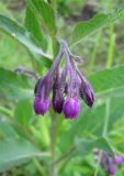 Symphytum officinale
