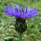 Centaurea montana. Соцветие. Свердловская обл., Первоуральский городской округ, окрестности ж.-д. станции Хрустальная, в культуре. 12.06.2011.