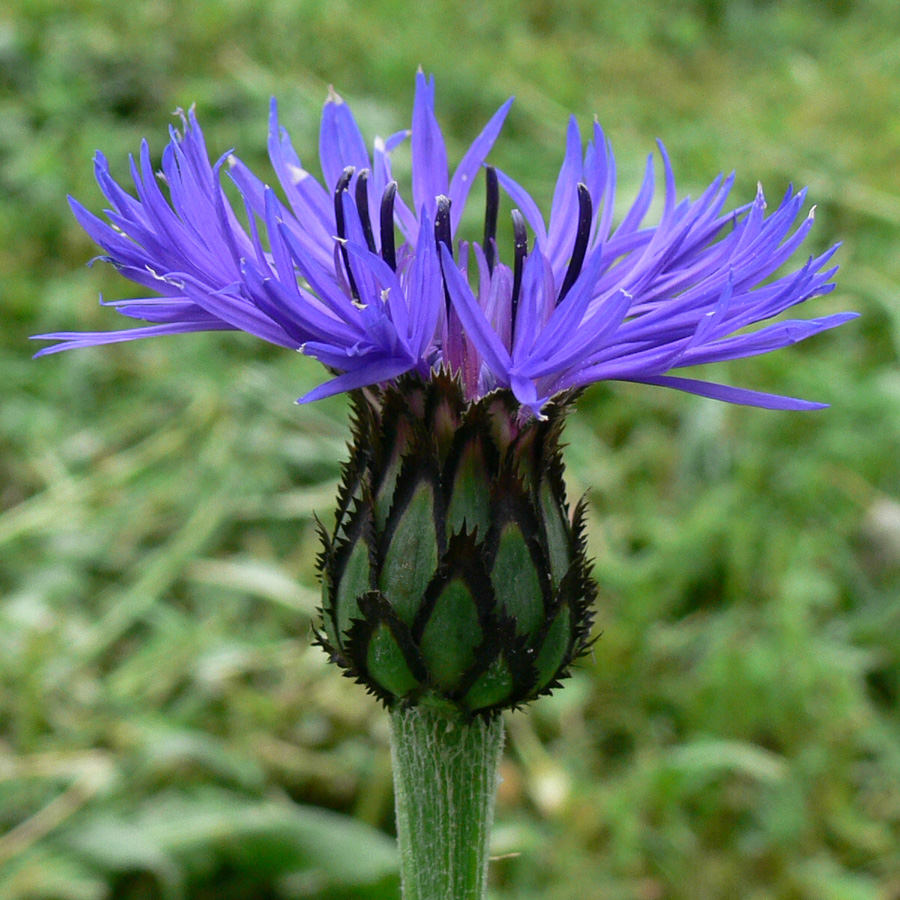 Изображение особи Centaurea montana.