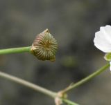 Alisma gramineum. Плод. Север Кубани, станица Шкуринская, высохшая лужа в кювете автодороги. 27.06.2011.