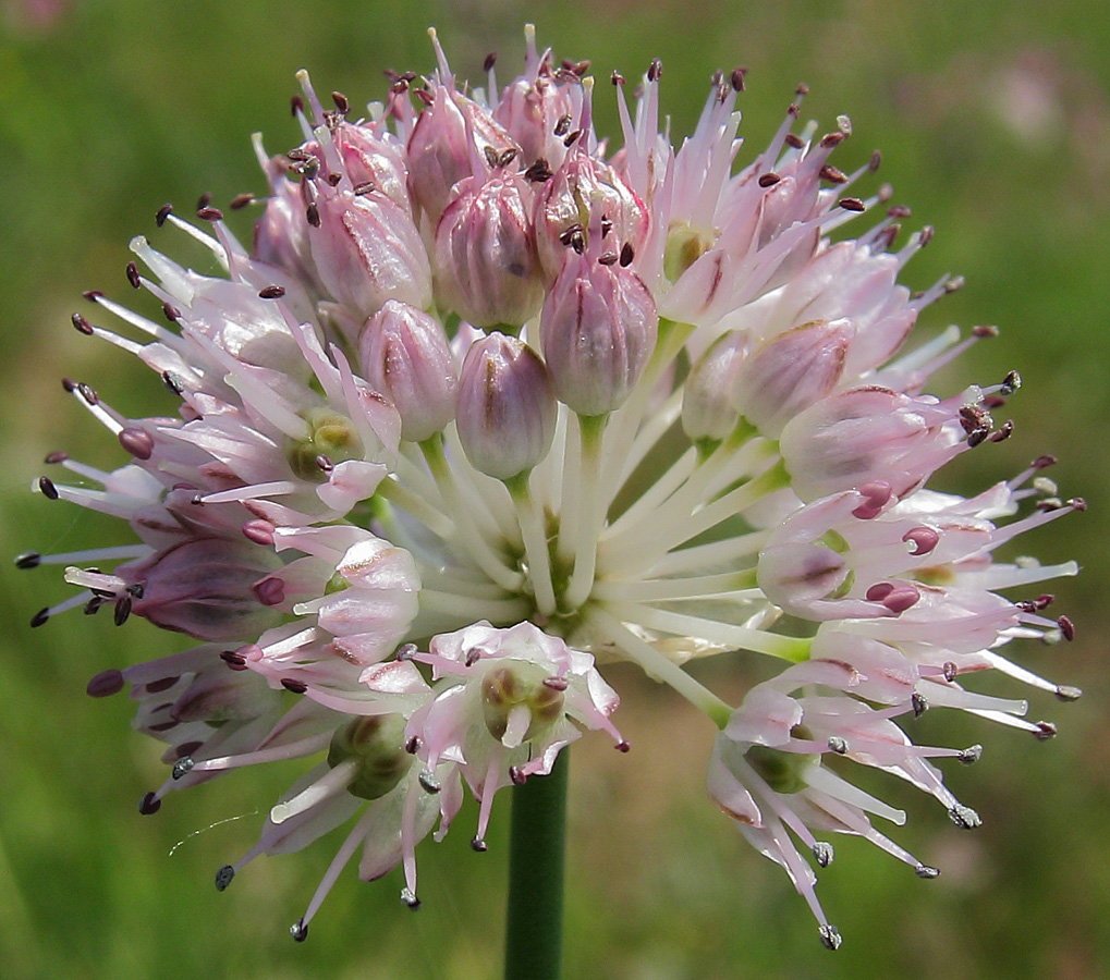 Image of Allium strictum specimen.