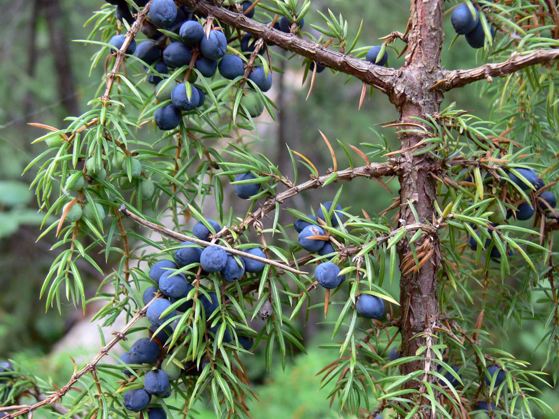 Изображение особи Juniperus communis.